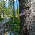 A rugged forest trail lined with rocks leads through tall evergreen trees. A tree in the foreground features a sign reading Blejska Koča