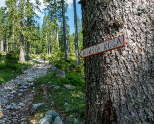 A rugged forest trail lined with rocks leads through tall evergreen trees. A tree in the foreground features a sign reading Blejska Koča