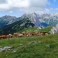 Herd of cows on a meadow in the mountains