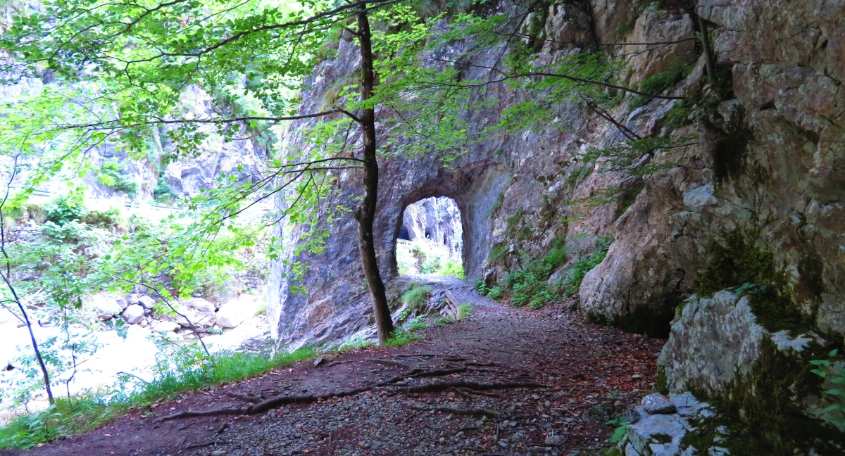 Forest trail leading to a stone tunnel entrance surrounded by green foliage and rocky cliffs.